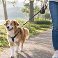 Photo-style image of a retractable dog leash in use